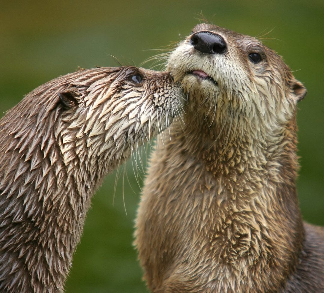 North American River Otter