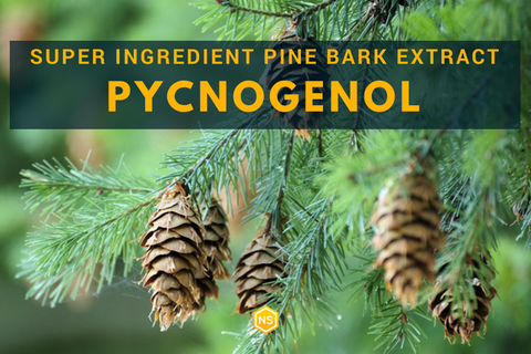 Pycnogenol: Does Pine Bark Extract Have Any Real Benefits? - Natural Stacks