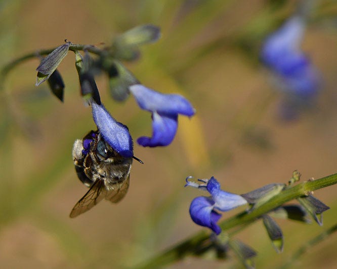 Close-up of bee on Salvia reptans flowers