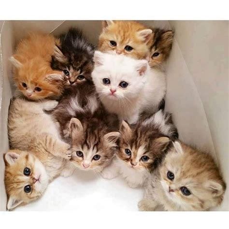 Pin on cute animals