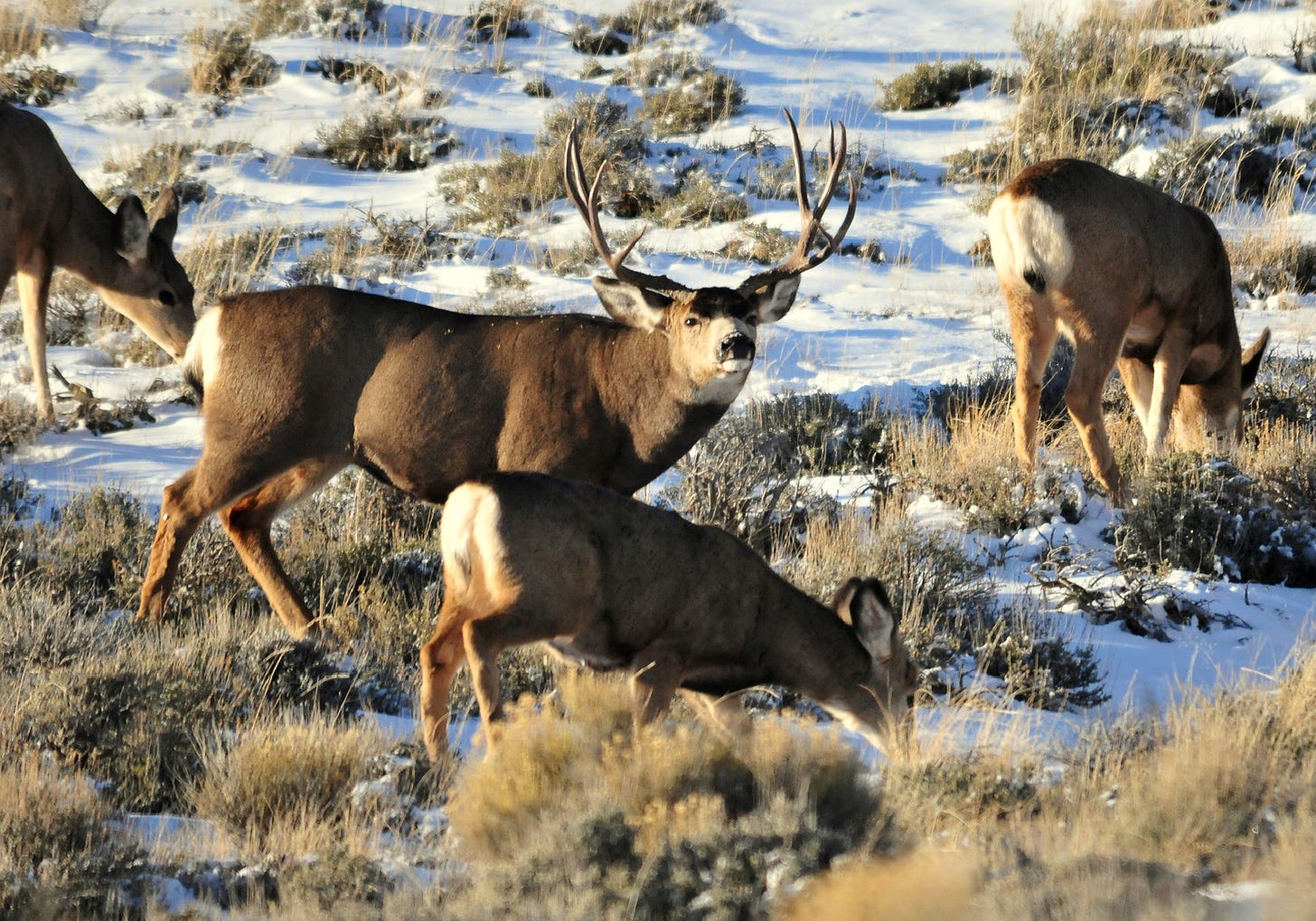 New Study Maps Mule Deer Migrations Without GPS Collars | Outdoor Life