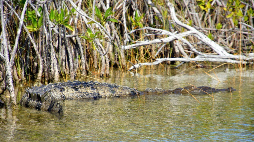 Did you know a crocodile can jump almost 10 feet out of the water?