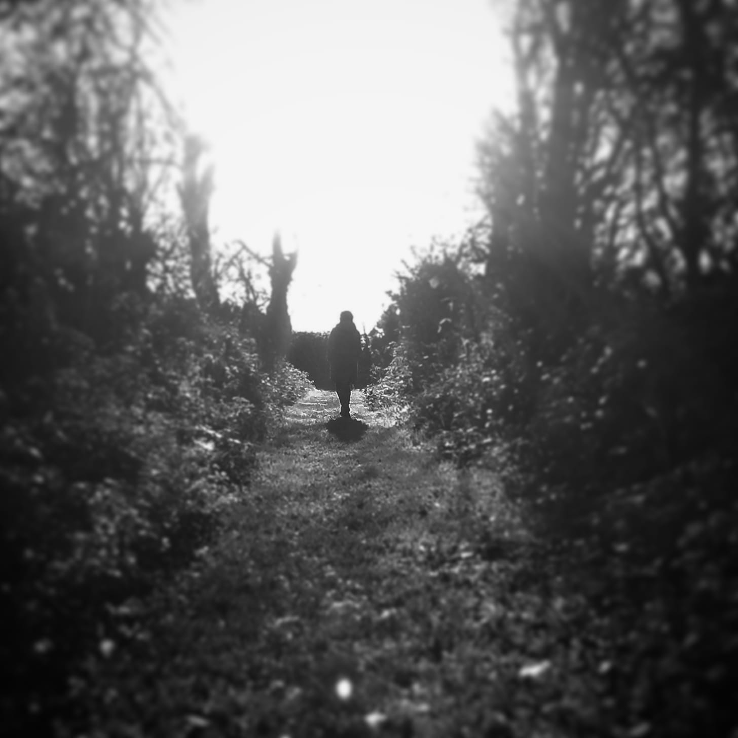 A black and white image of a woman walking away from the camera. She is walking along a tunnel of trees and shrubs 
