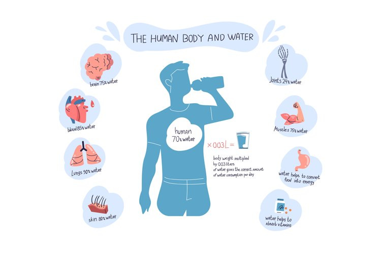 Water function in body. Fluid composition of human, drinkin example image 1