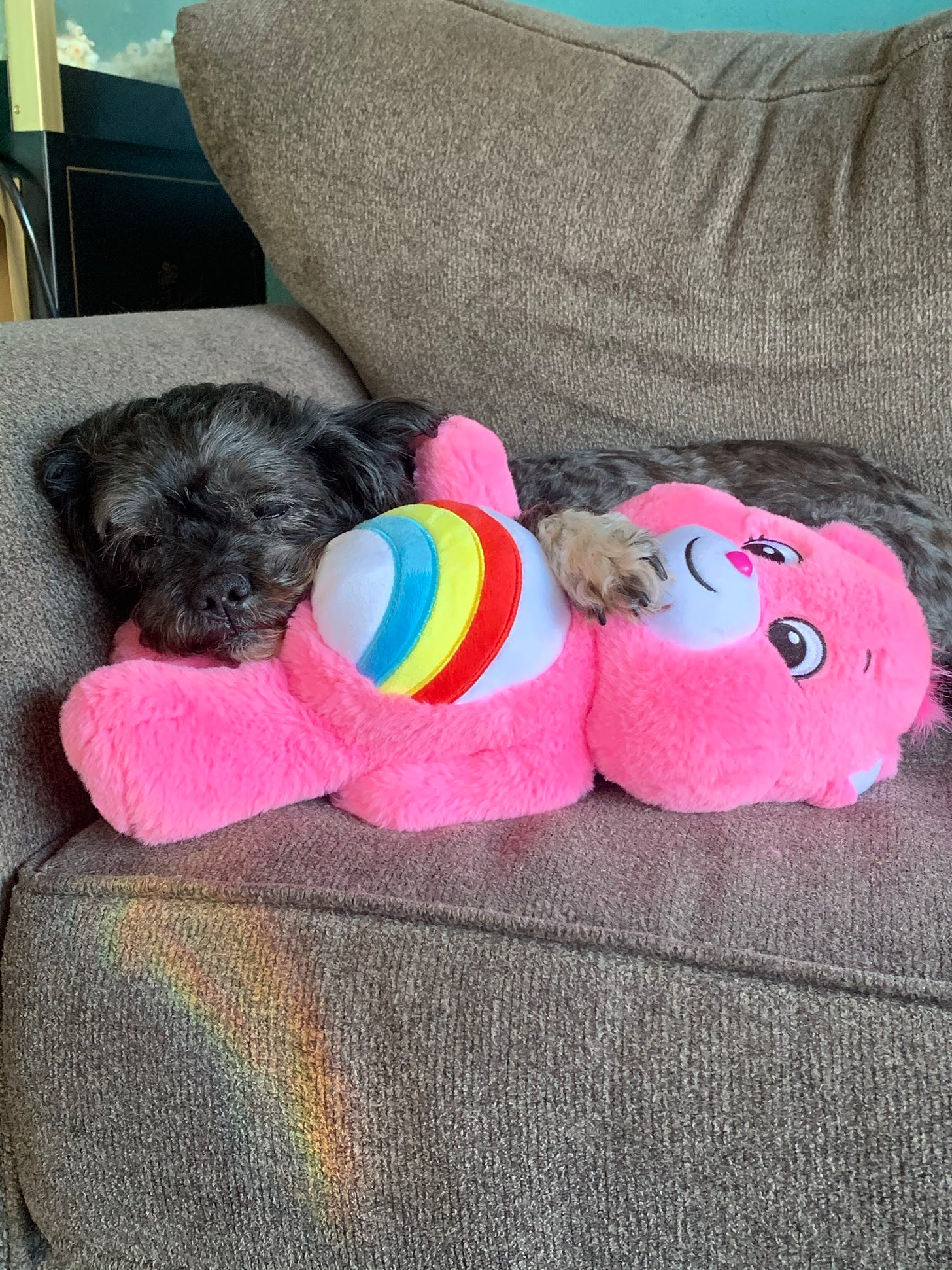 The same small dog is asleep on the grey couch. He has his paw and face resting on a pink care bear with a rainbow on her stomach.