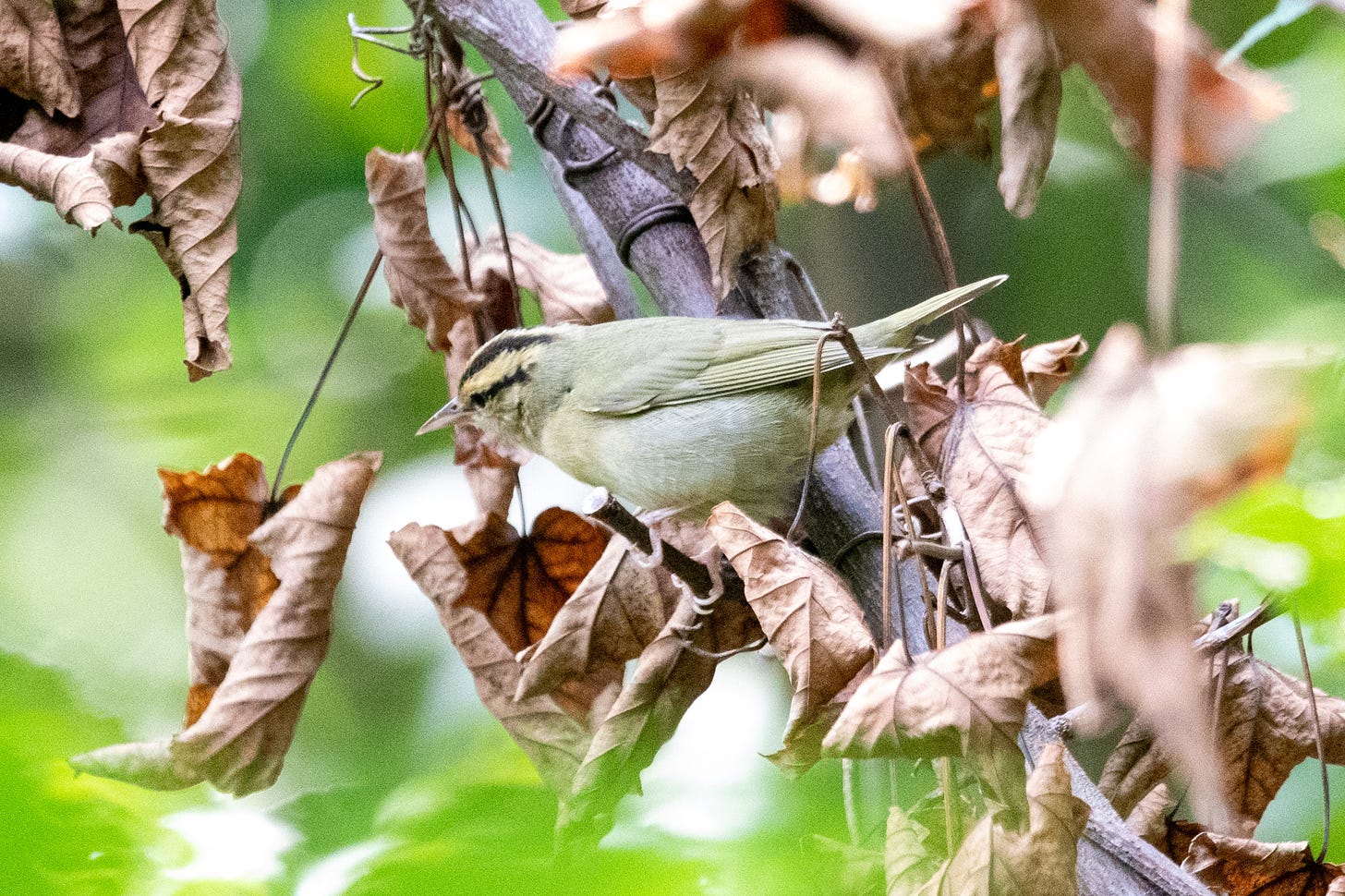 A worm-eating warbler hunts for insects among marcescent leaves
