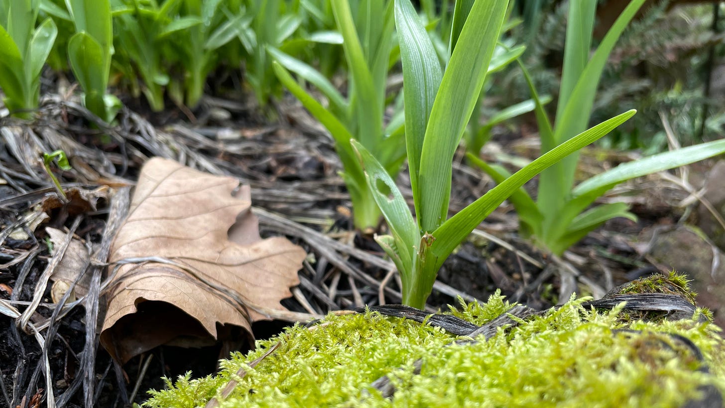 spring plants sprouting next to autumn leaf and patch of moss
