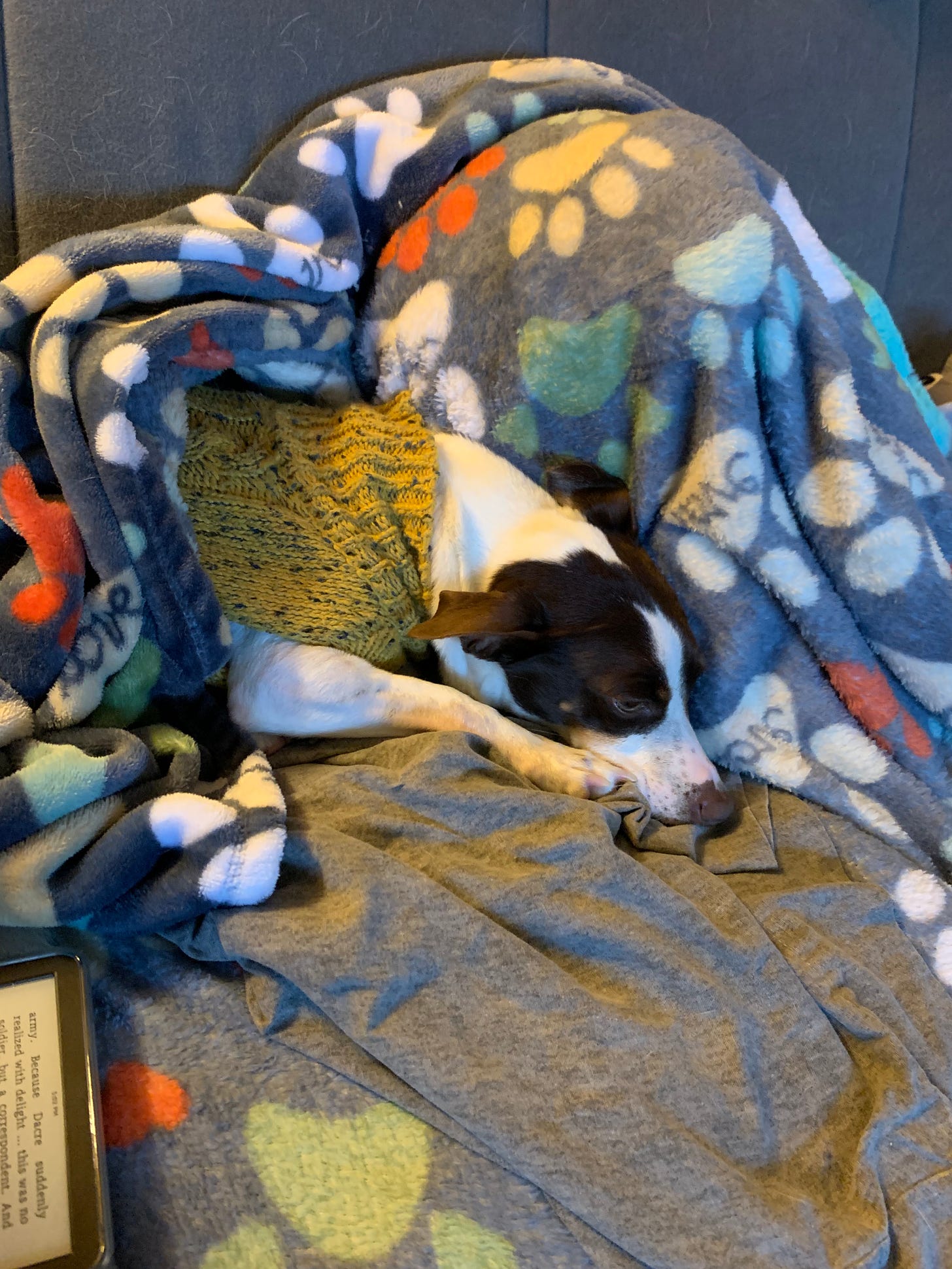 hazel, a small white dog with brown patches on her face, wears a yellow sweater and curled up under a blue and white blanket.