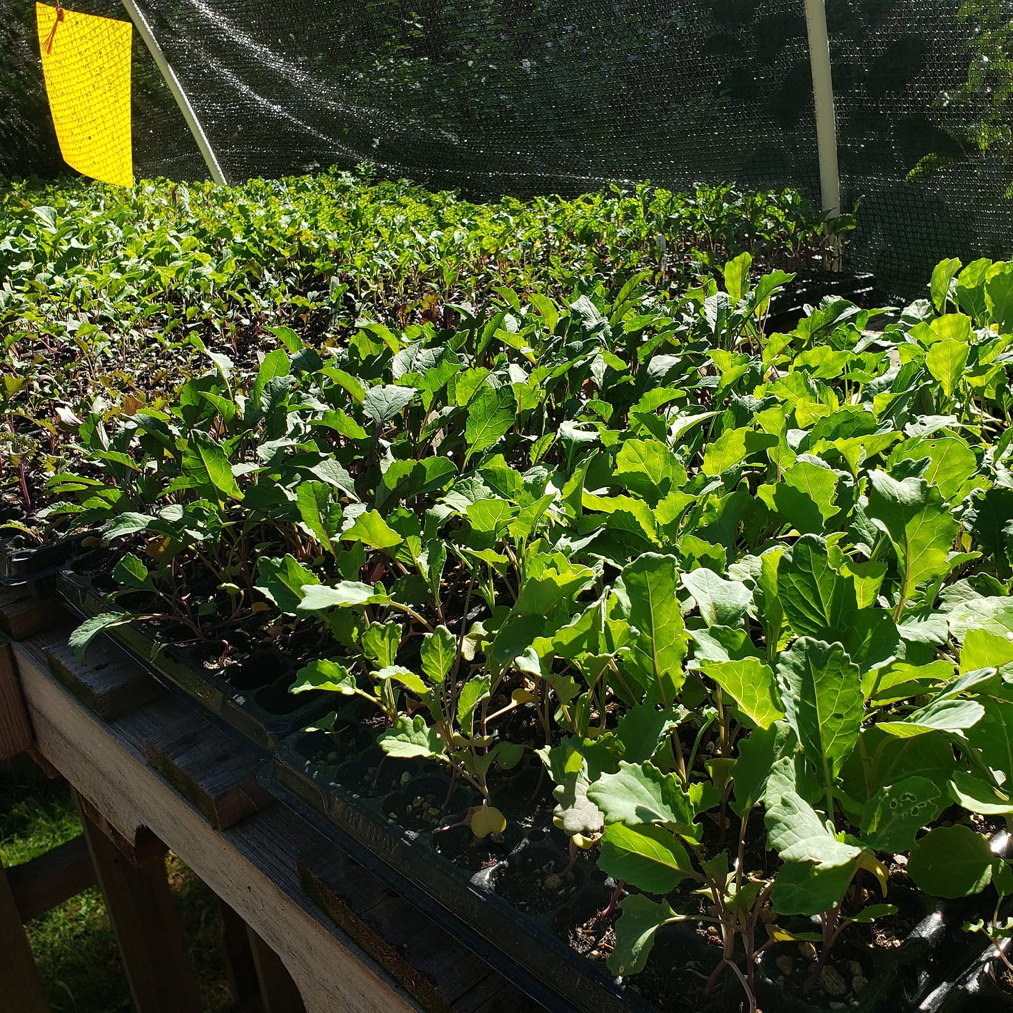 An image of cold frame, collard greens, chard and seedlings