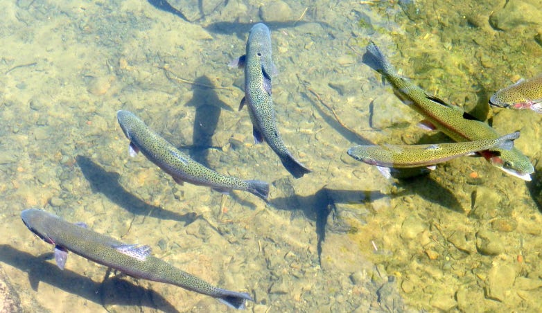 Les truites de retour au lac Champlain après plus de 50 ans d’absence Les truites de retour au lac Champlain après plus de 50 ans d’absence