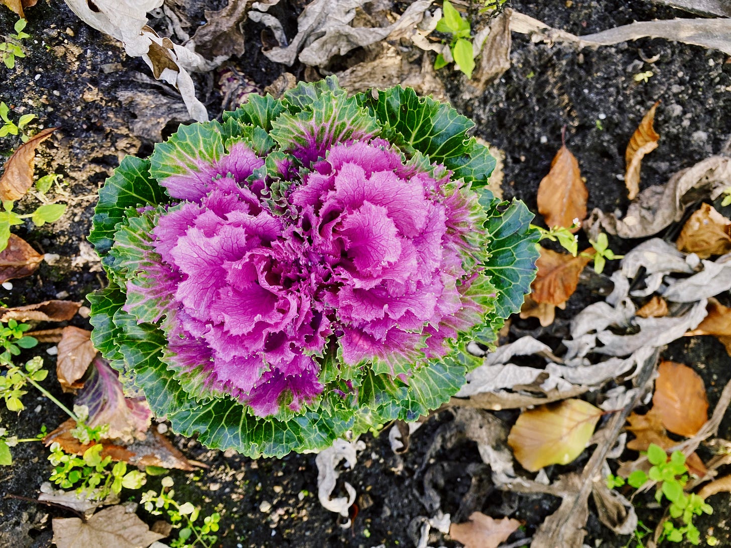 Foto de uma verdura similar a uma couve, mas que tem as folhas internas cor-de-rosa