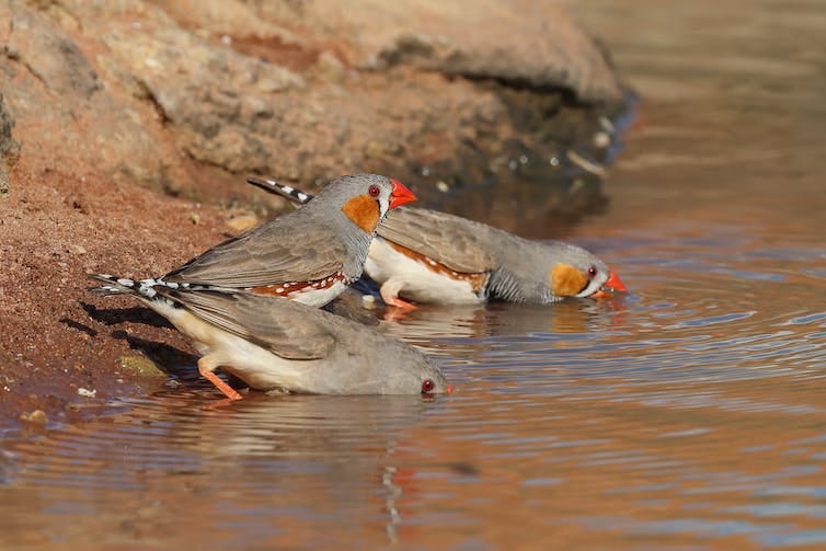 Zebra finches