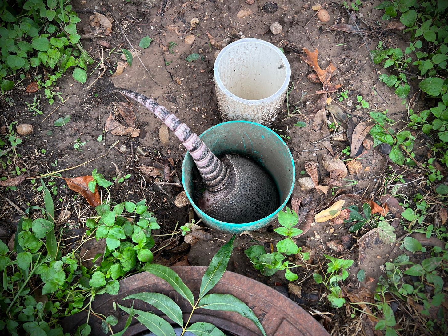 Armadillo butt and tail sticking out of PVC in a front yard