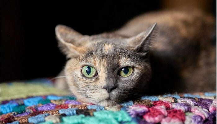 Gorgeous kitty