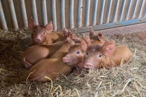 Pigs on a farm Credit: Harriet Bartlett