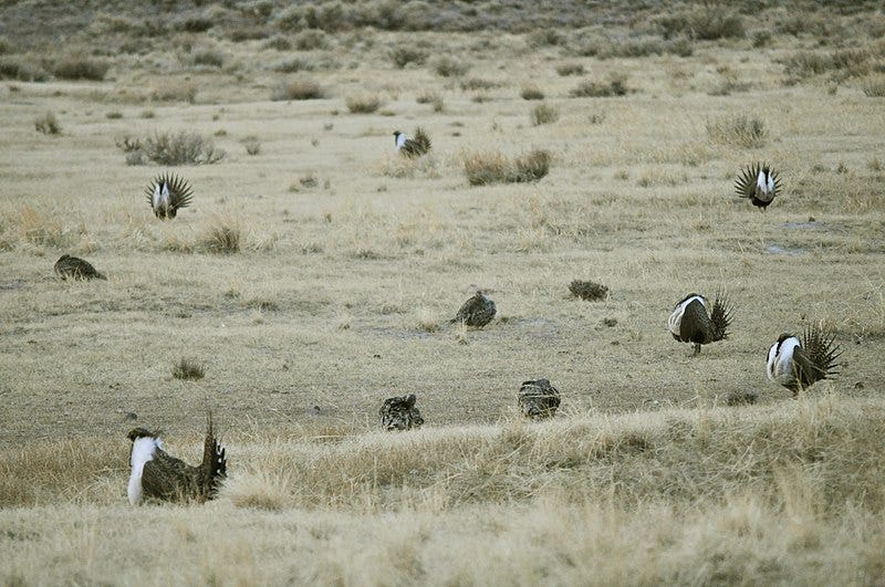 File:Greater Sage-Grouse at Lek (6948123054).jpg