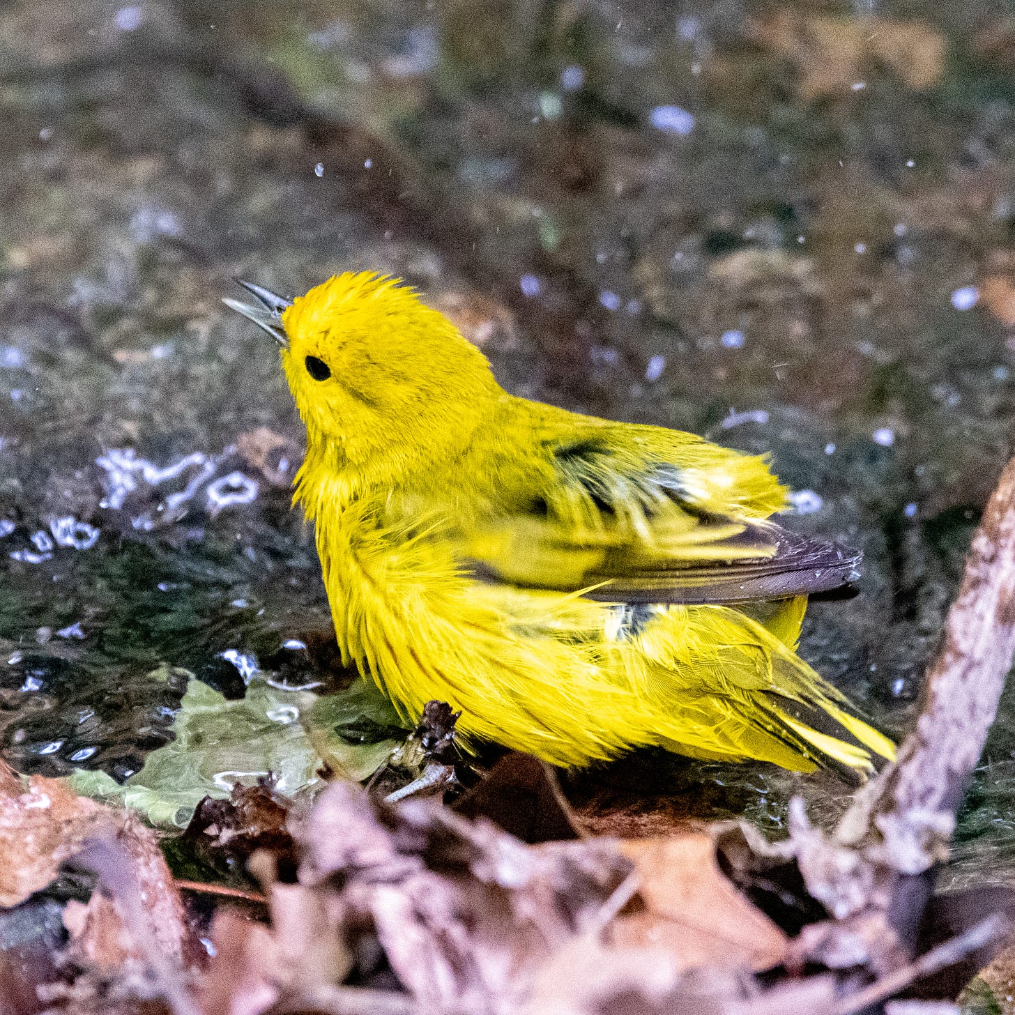 A wet yellow warbler vocalizing as it shakes its wings and rump dry