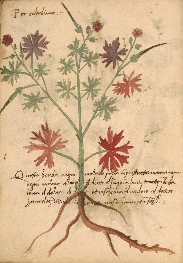 A yellowed page from a 15th century herbarium with a painted illustration of.a plant with exuberant starry leaves, red and green flowers, and spiky red buds that over-spill the page. A paragraph of Latin writing crosses the illustration where the stem meets the root.