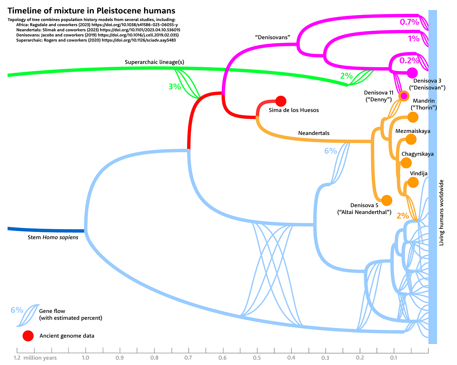 Tree with network connections showing gene flow among Denisovan, Neandertal, and African ancestral humans Tree with network connections showing gene flow among Denisovan, Neandertal, and African ancestral humans