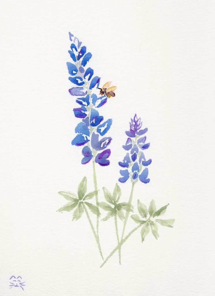 Day 94: Bluebonnets