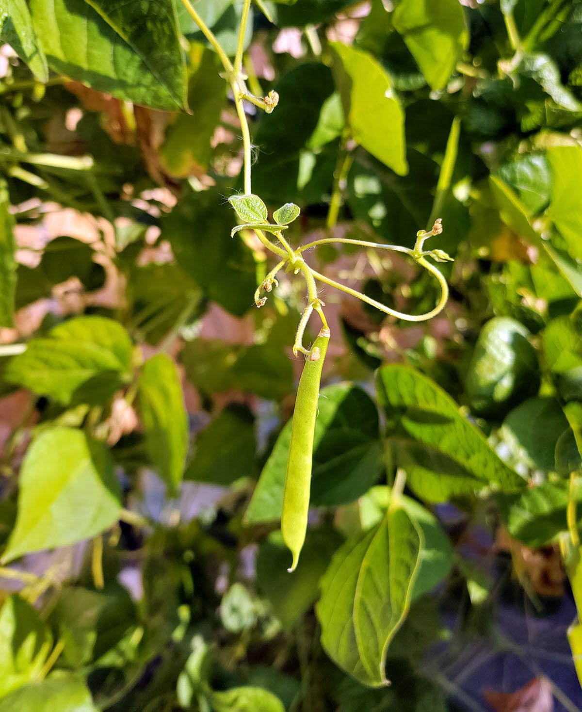 A baby Tarahumara bean on the vine. 