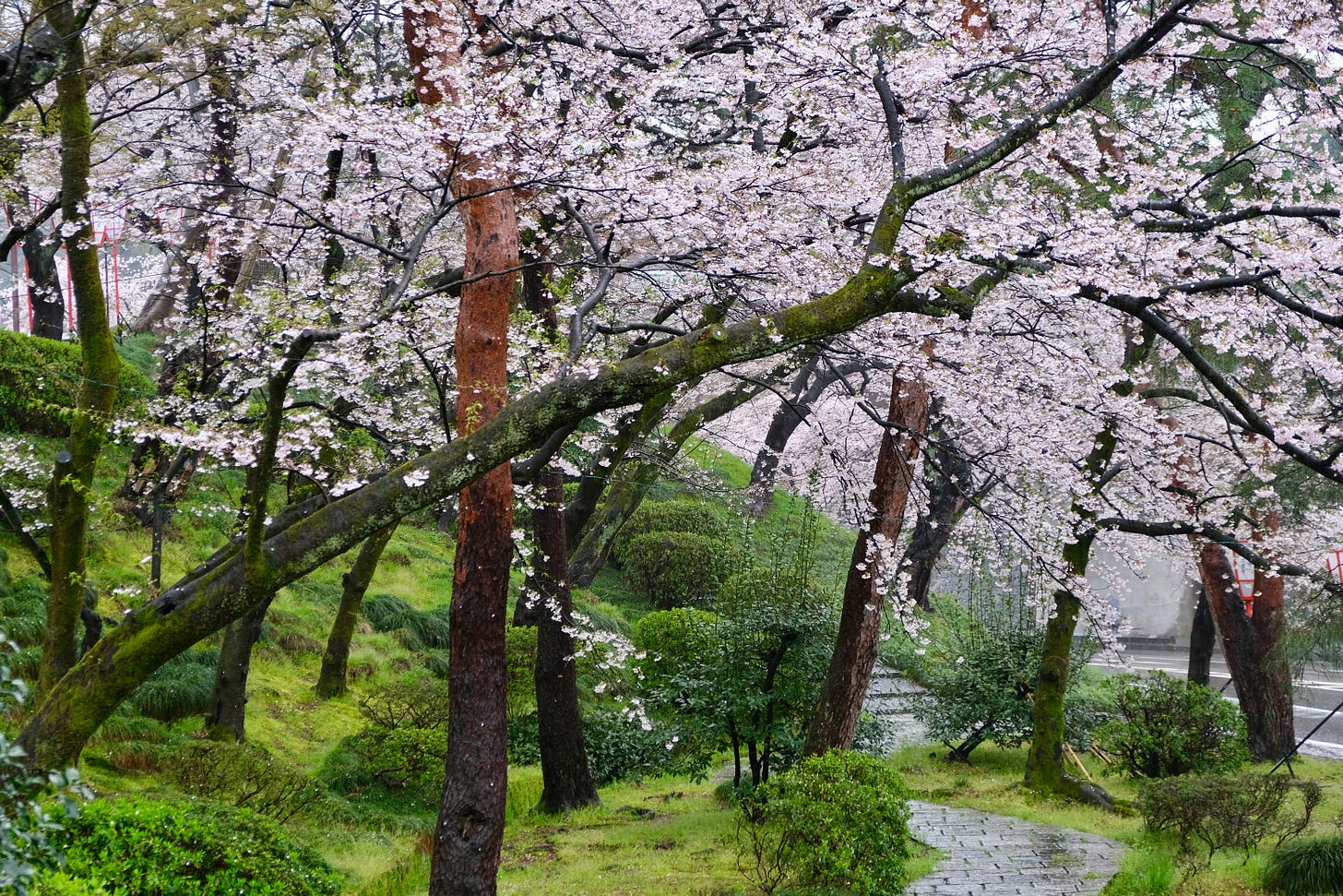 Photo of Japan by Ben Dark.Cherry trees in Japan. Photo by Ben Dark