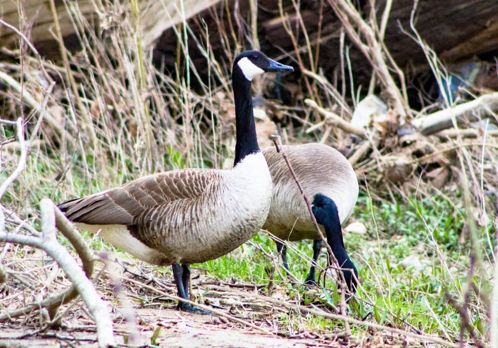 Canada Geese