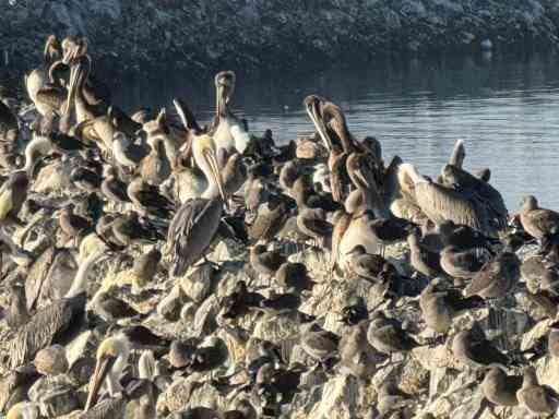 A confusing photo of pelicans on rocks