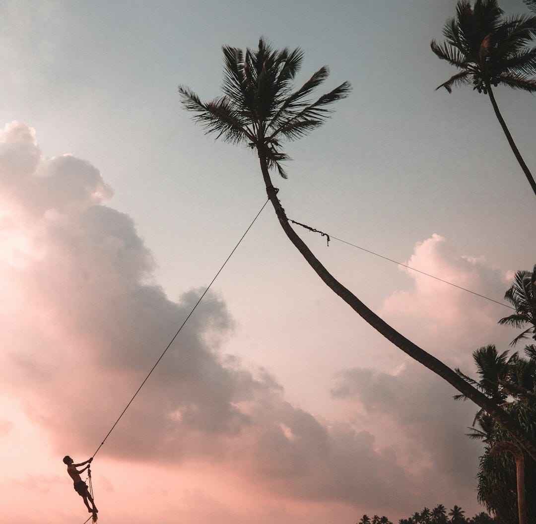 man swinging on coconut tree