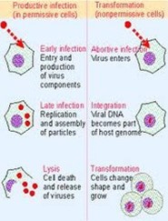 productive infection 
