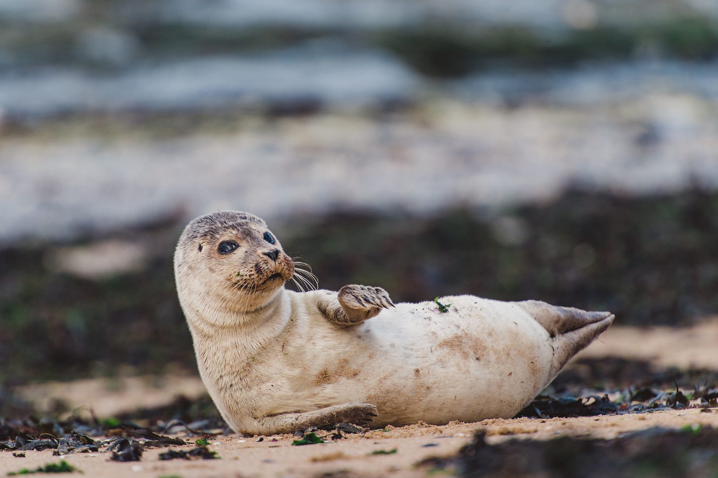 Image of a seal on Walpole bay. 