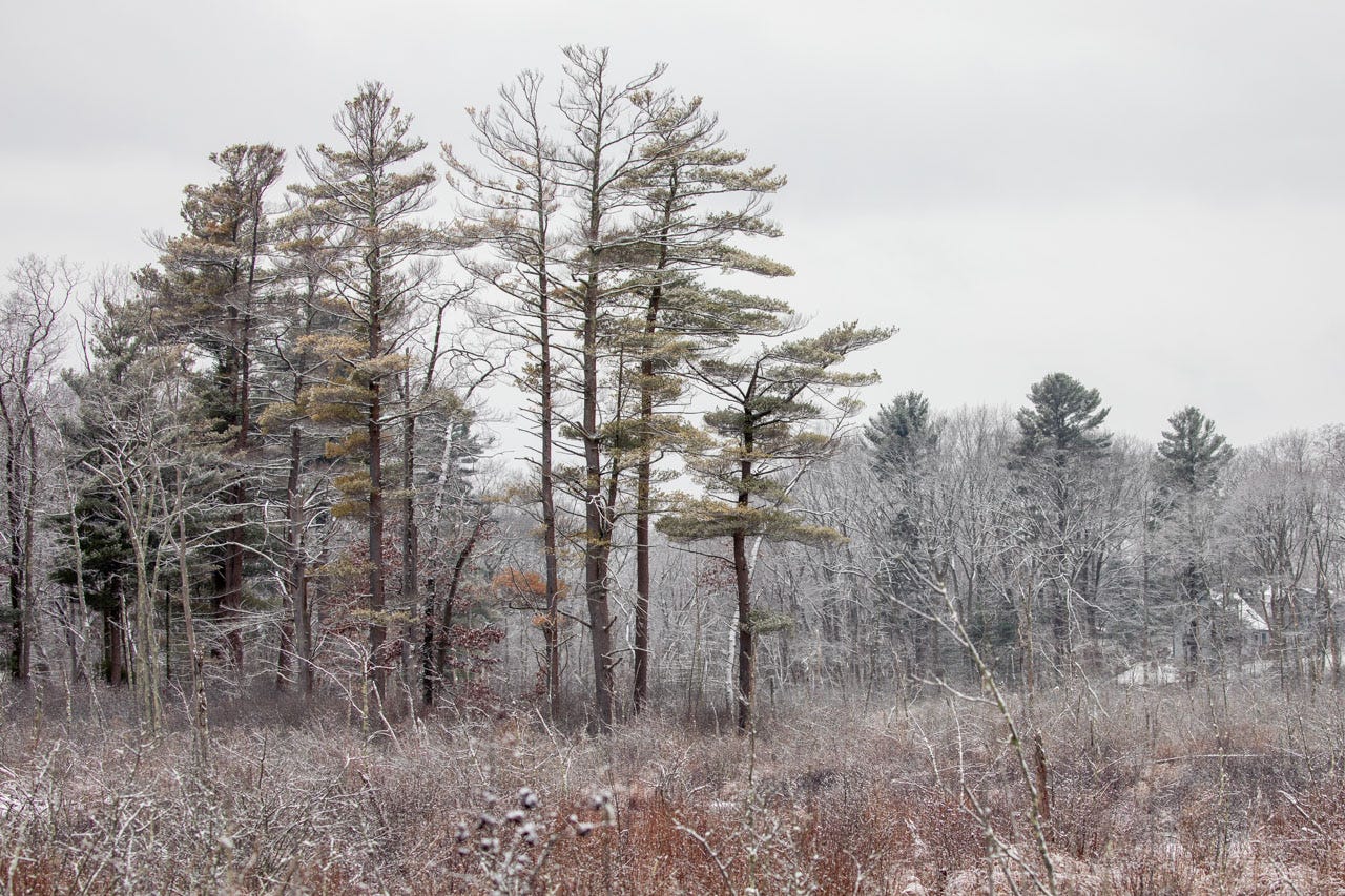 a quiet photo of a snow-covered marsh. evergreens far in the background appear navy blue; a stand of pines reaches out of the middle of the marsh; and in the foreground, deep orangey-red winter grasses with patches of ice in between