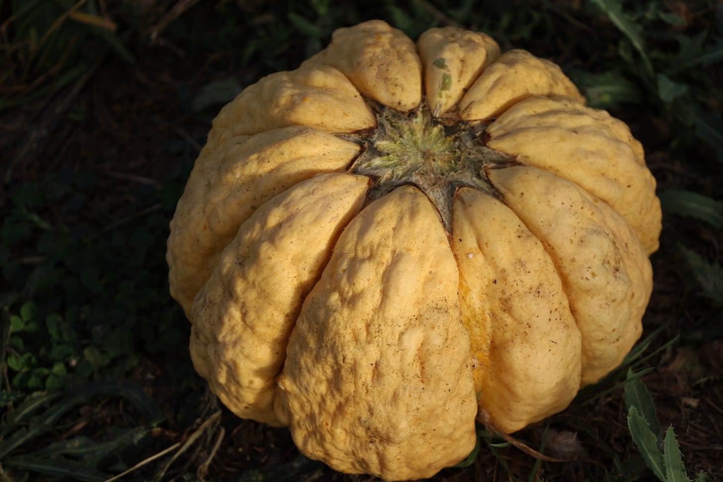 Prescott Fond Blanc melon