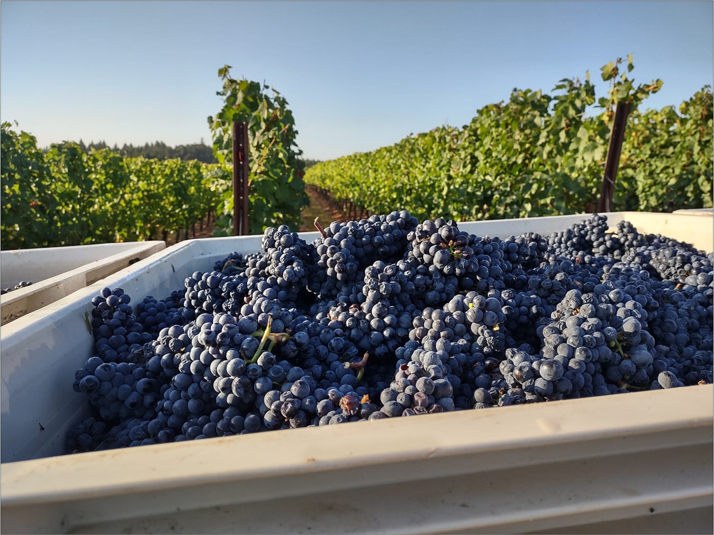 Harvest bin of Pommard Clone Pinot Noir ready for the winery.
