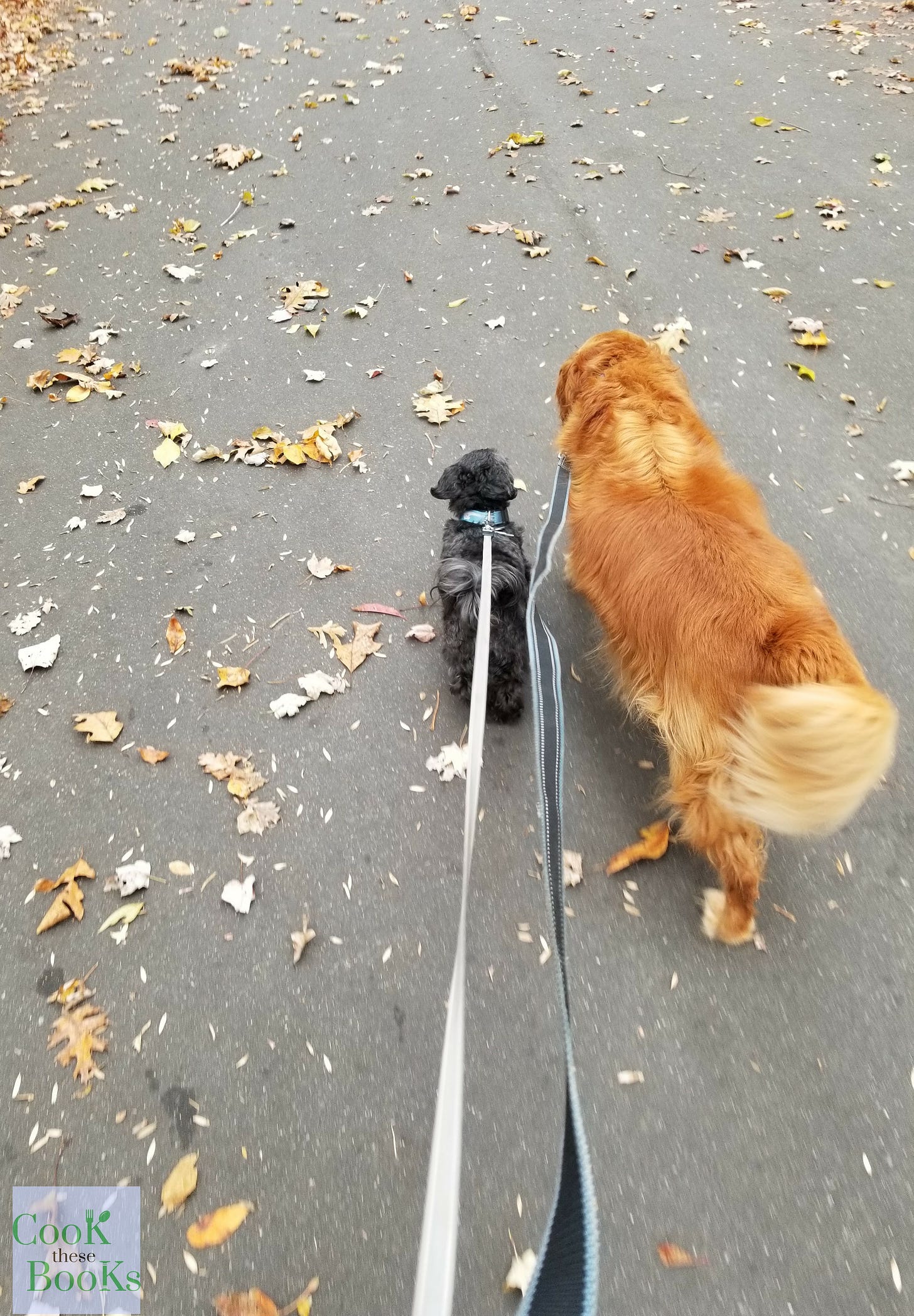 Small and large dog walking together