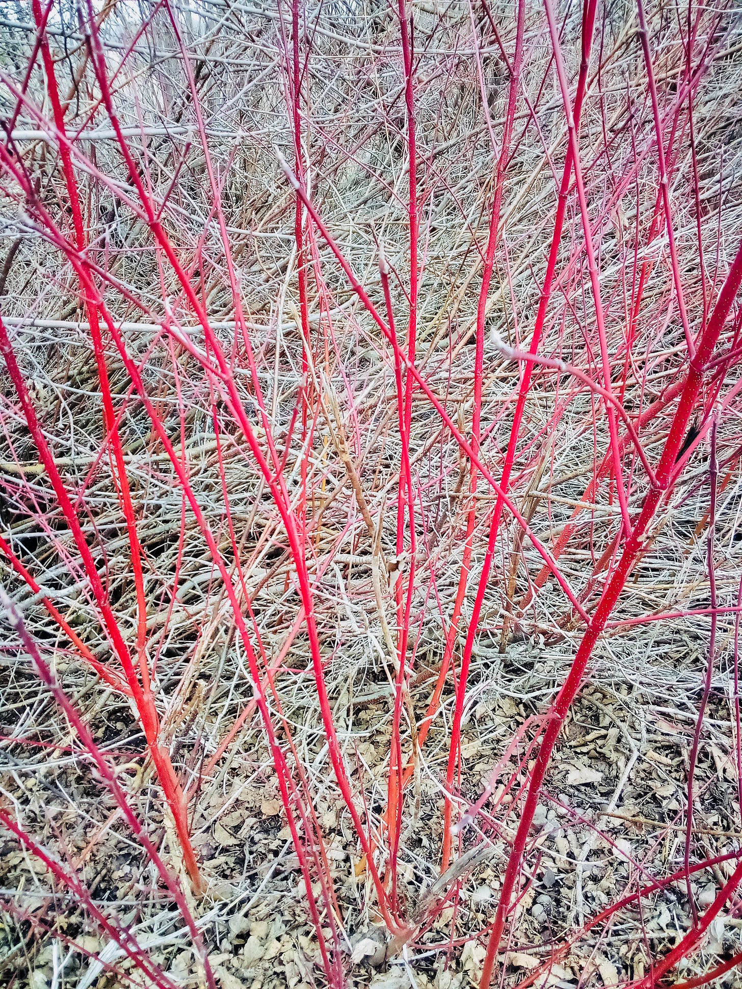 Red stems of a shrub
