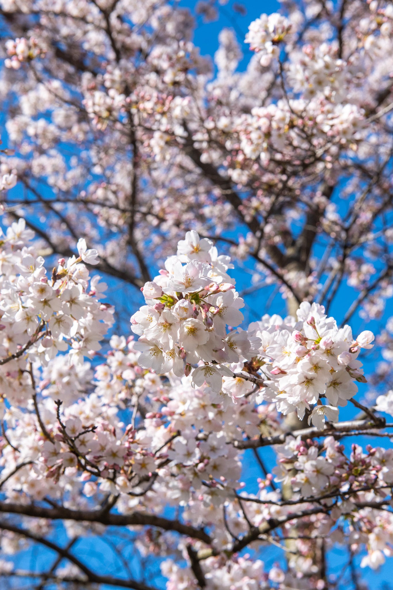 ID: Close up of cherry blossoms on the tree, looking upward towards a blue cloudless sky