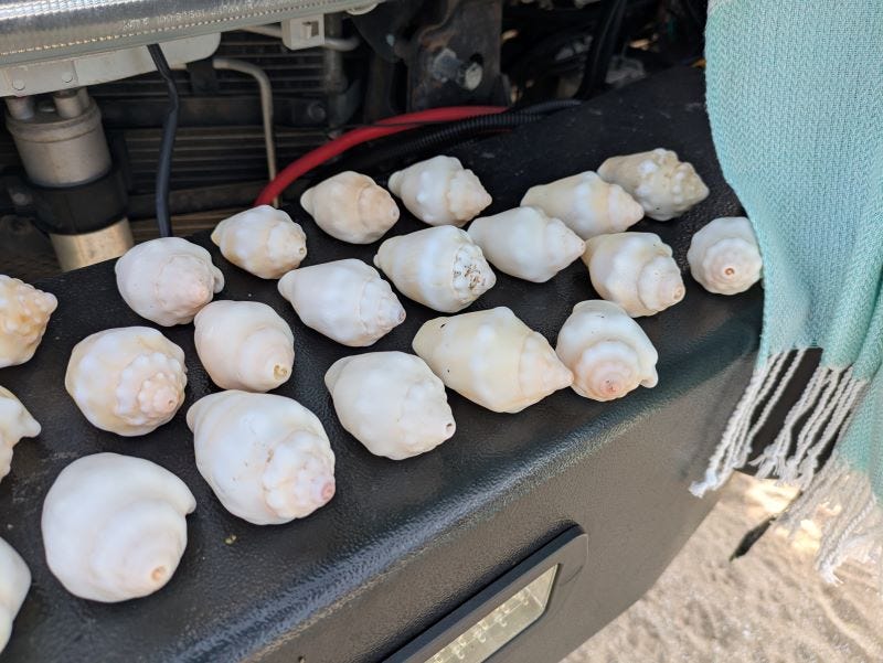 two dozen faded middle-aged conch shells lined up on Walter's bumper to dry