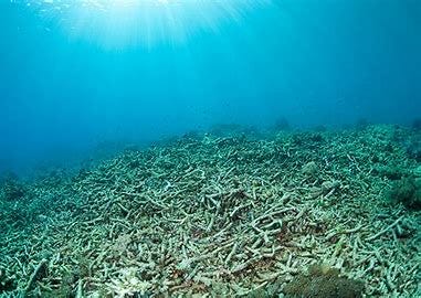 Image result for coral reef after dynamite fishing