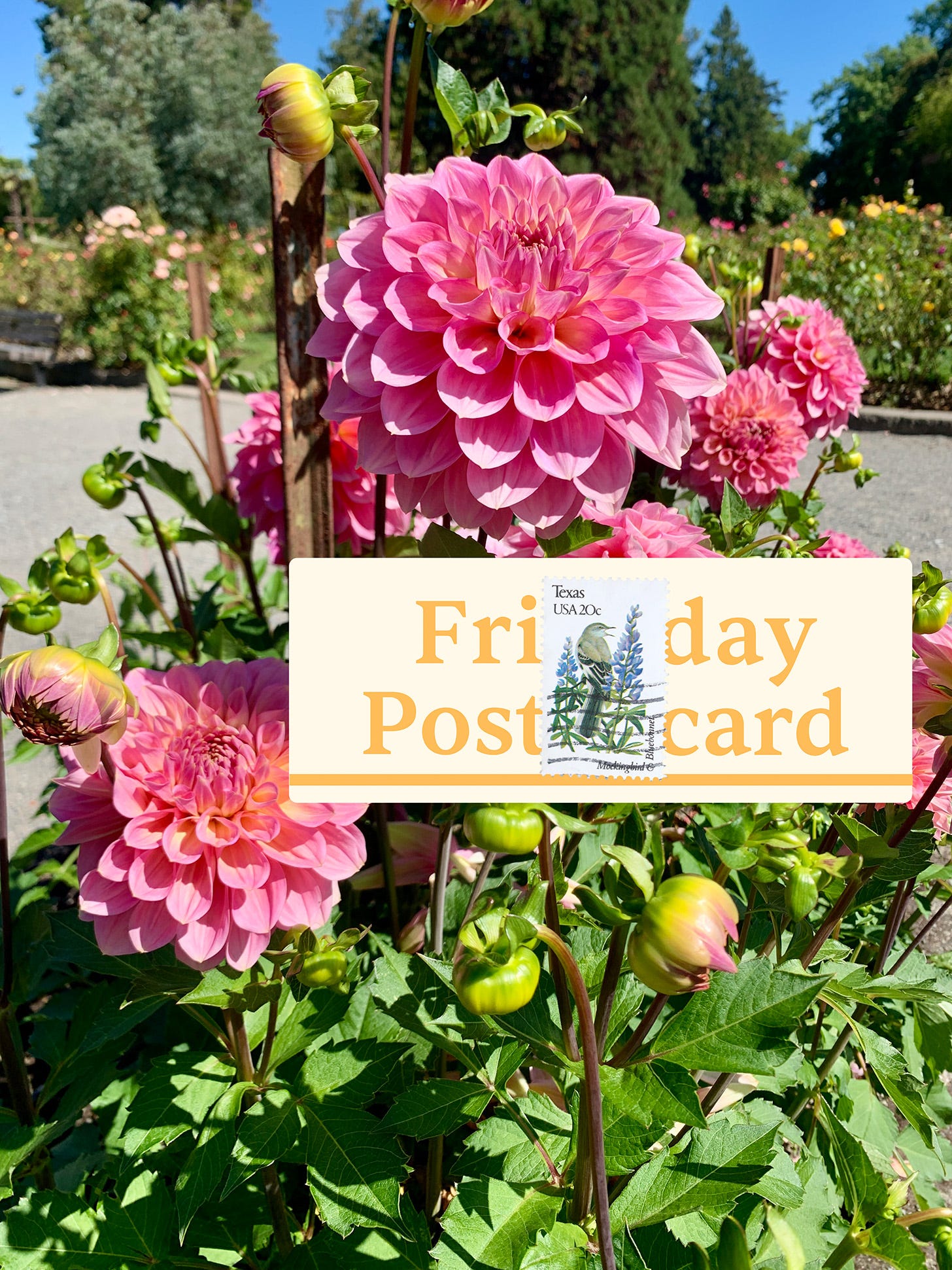 Friday Postcard