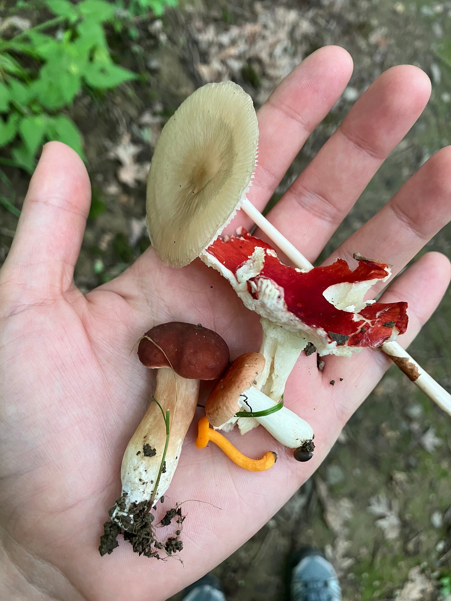 An open palm carries a variety of mushrooms in the forest