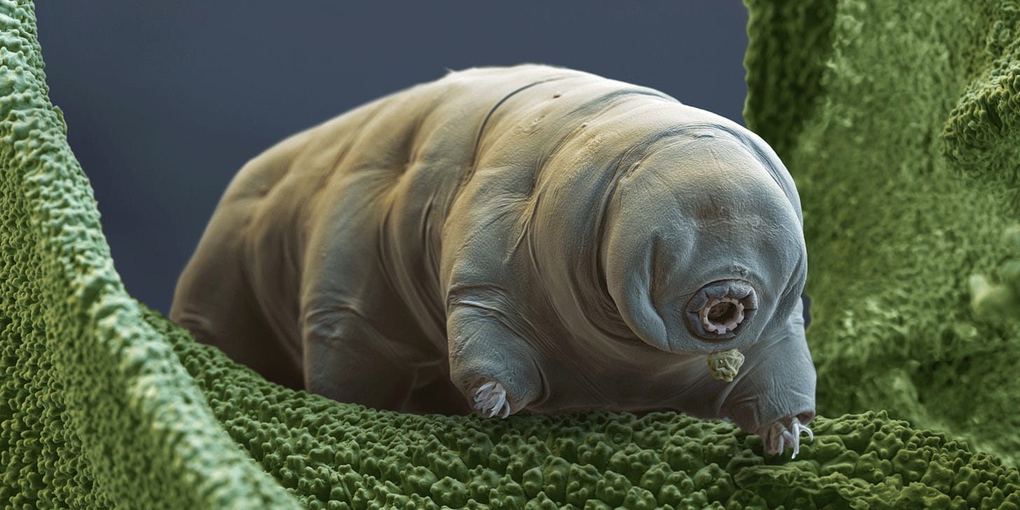 Tardigrade