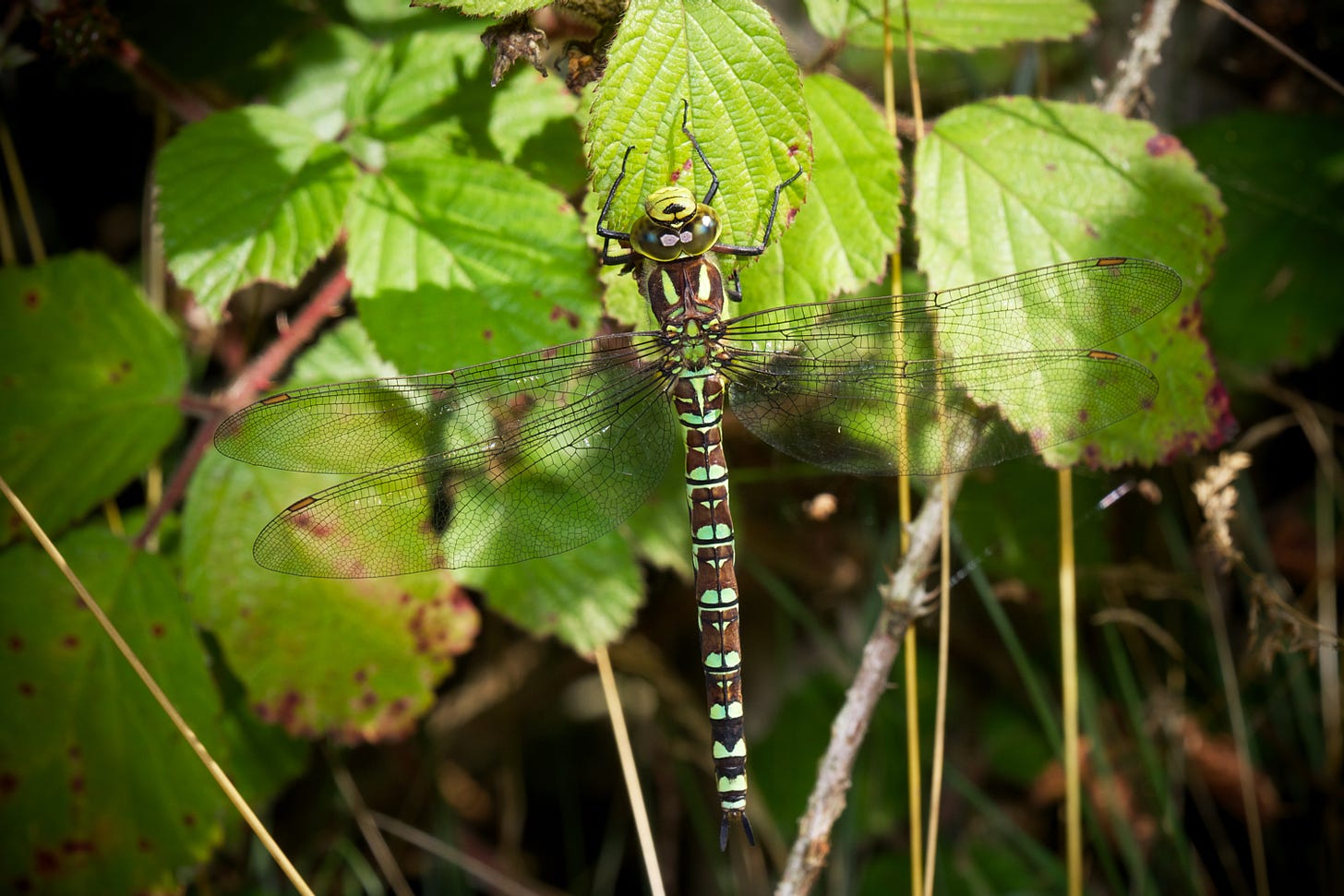 Hawker Dragonfly, photo by Jerome Whittingham