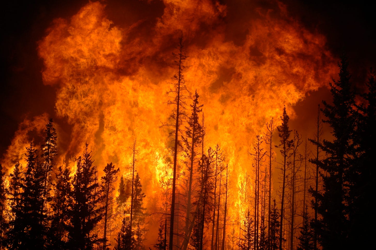 A forest fire rages at night