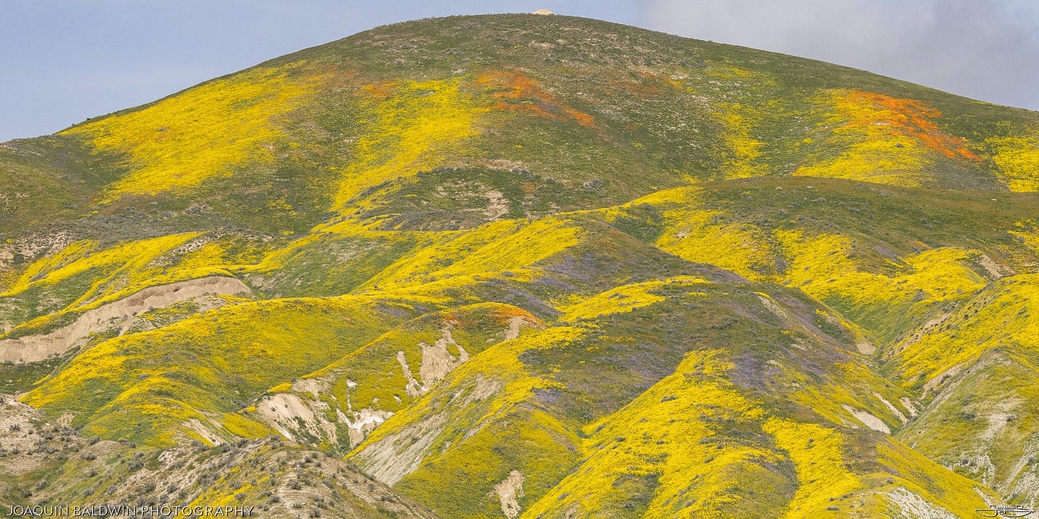 Huge dome in the Temblor Range covered in yellow, purple, green, and orange.