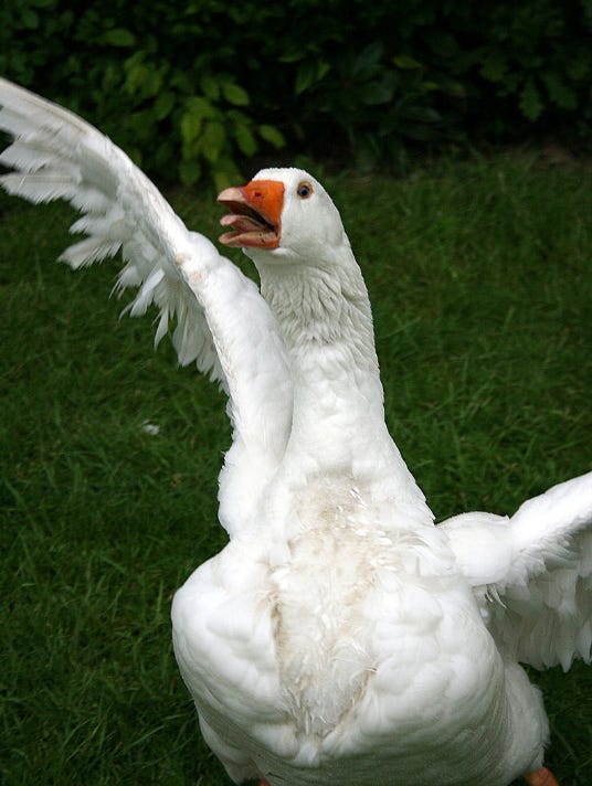 This image has an empty alt attribute; its file name is domestic-goose-feathers.png