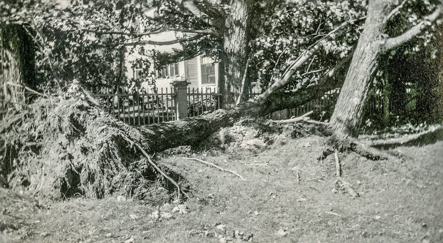 Downed trees from 1938 hurricane