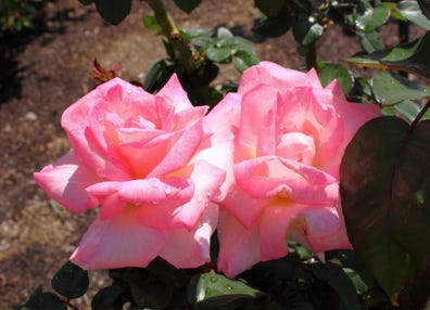 pink promise rose