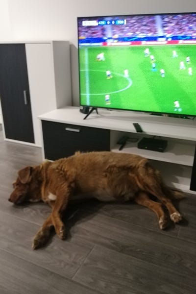 bobi sleeping in front of TV