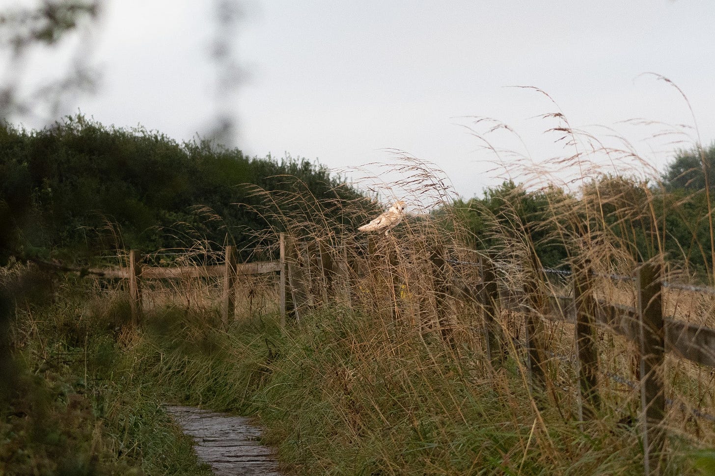 barn owl on a fence post robin hoods bay